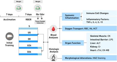 Repetitive Bouts of Exhaustive Exercise Induces a Systemic Inflammatory Response and Multi-Organ Damage in Rats